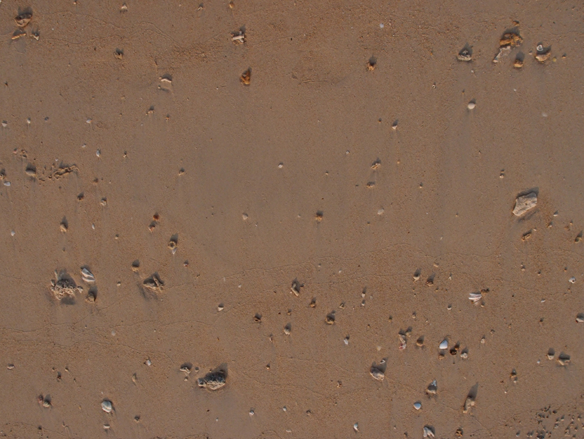 2015-09-23 Muschelkomposition 1